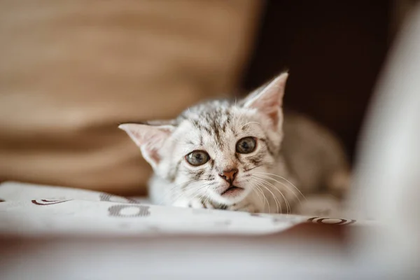 Curioso gatito gris. Pequeño gato en casa . — Foto de Stock