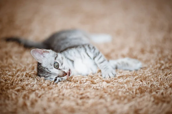 Curious gray kitten. Little cat at home. Small pet — Stock Photo, Image