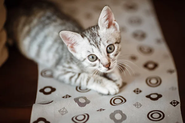 Nyfiken grå kattunge. Liten katt hemma. — Stockfoto