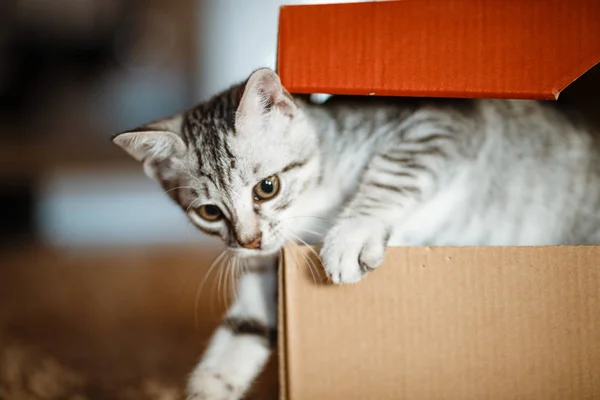 Karton kutu sevimli gri küçük kedi