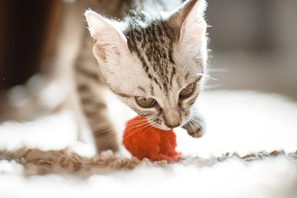 Katten liggande på hus med fin bakgrund färg — Stockfoto