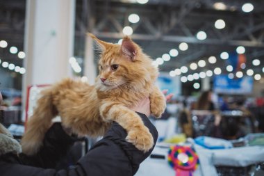 Kedi gösterisi. Kitten kameraya bakar.