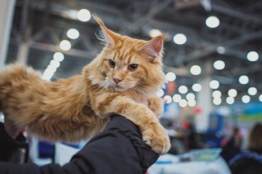 Kedi gösterisi. Kitten kameraya bakar.