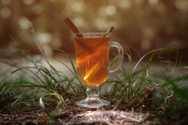 Glaskopp med te i skogen, i skogen av solljus — Stockfoto