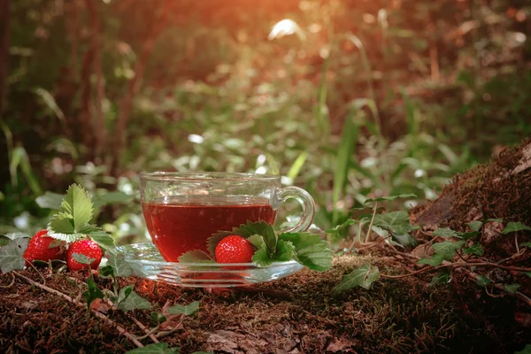 Té rojo de frutas con bayas silvestres en taza de vidrio, en el bosque, sobre fondo brillante . —  Fotos de Stock