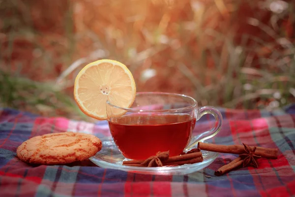 Frukt rött te med vilda bär i glas kopp, i skog, på ljus bakgrund. — Stockfoto
