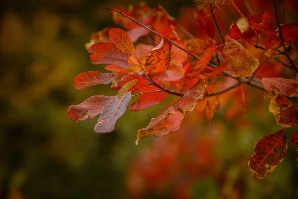 Feuilles d'automne rouge et orange Fond — Photo