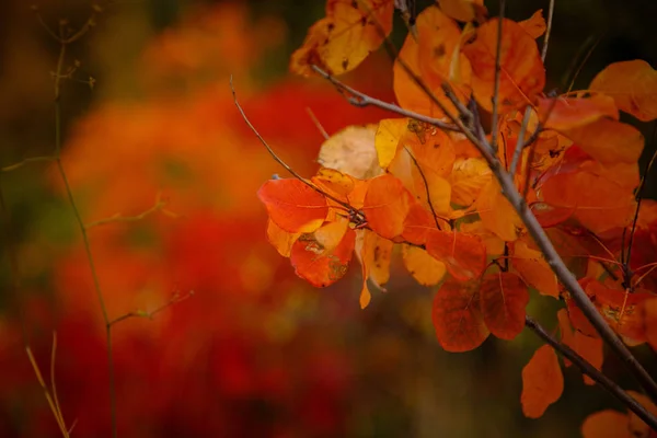 Piros és narancs őszi levelek háttér — Stock Fotó