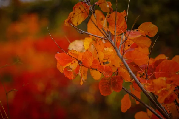 Rote und orangefarbene Herbstblätter — Stockfoto