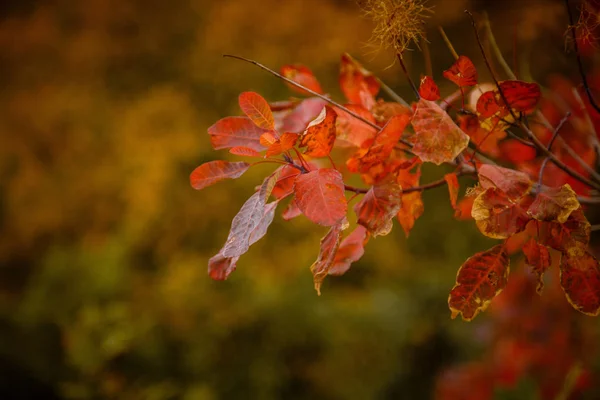 Fundo de folhas de outono vermelho e laranja — Fotografia de Stock