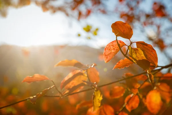 Feuilles d'automne rouge et orange Fond — Photo