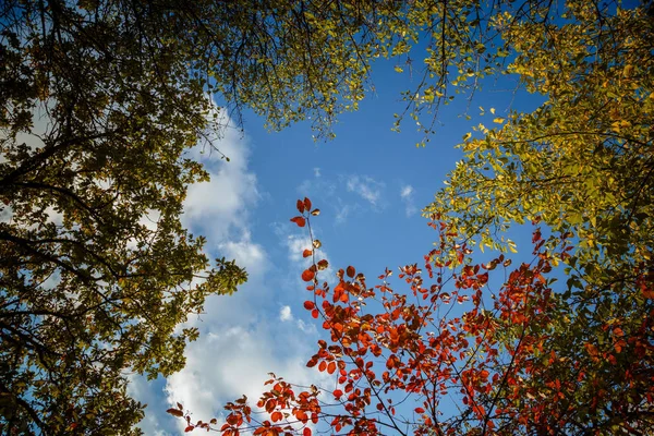 Kırmızı ve Turuncu Sonbahar Yaprakları Arkaplanı — Stok fotoğraf