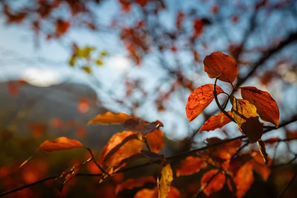Fondo de hojas de otoño rojo y naranja — Foto de Stock
