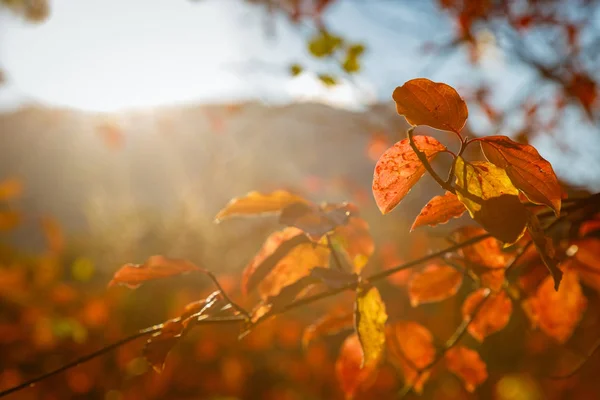 Rote und orangefarbene Herbstblätter — Stockfoto