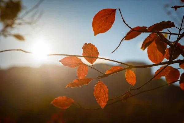 Feuilles d'automne rouge et orange Fond — Photo