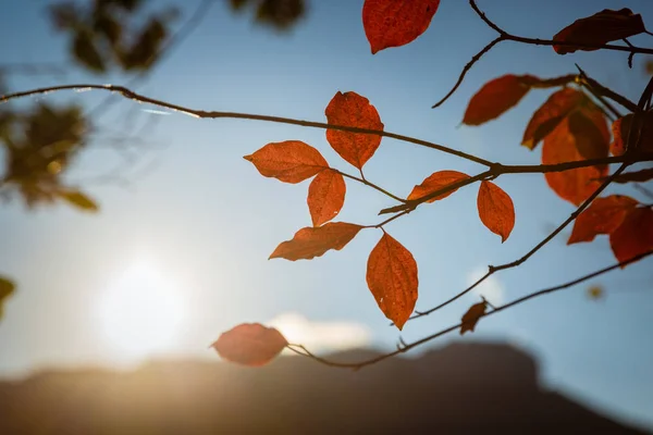 赤とオレンジの紅葉の背景 — ストック写真