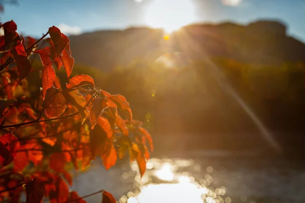 Rote und orangefarbene Herbstblätter — Stockfoto