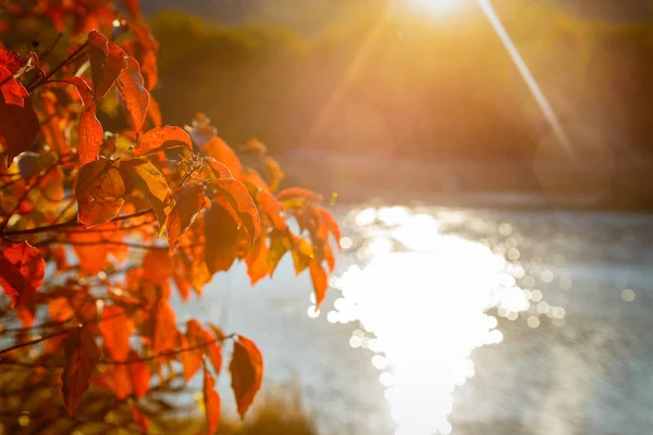 Rode en oranje herfst bladeren achtergrond — Stockfoto