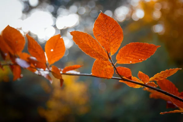 Fall yellow maple leaves in the blue sky — Stock Photo, Image