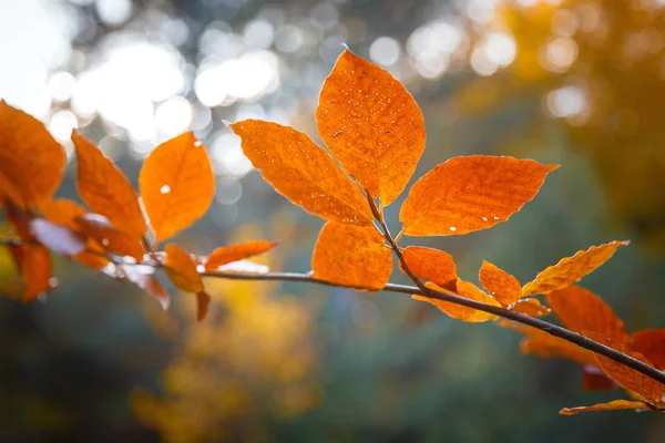 Fall gul lönn blad i den blå himlen — Stockfoto