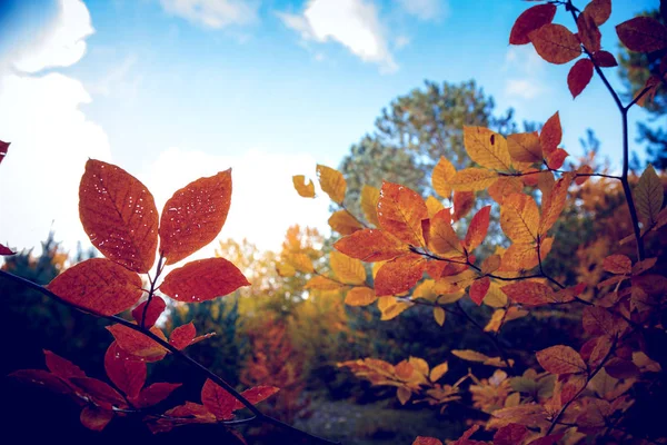 Feuilles d'érable jaune automne dans le ciel bleu — Photo