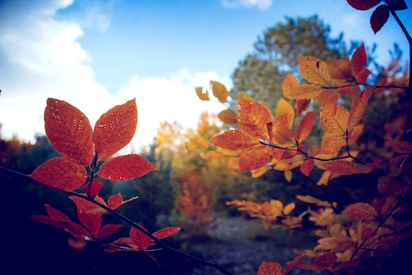 Herbst gelbe Ahornblätter in den blauen Himmel — Stockfoto