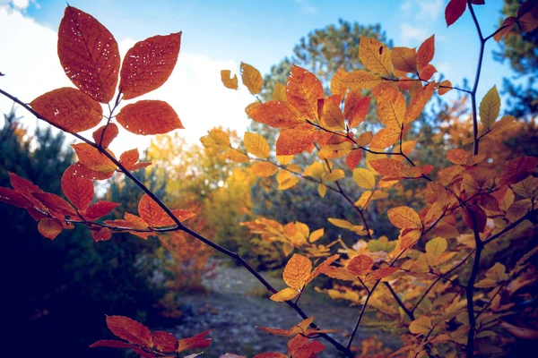 Осень желтые кленовые листья в голубом небе — стоковое фото