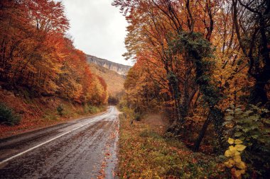 Kırım, Ukrayna dağlarında güzel renkli kavisli Sonbahar Sonbahar yol