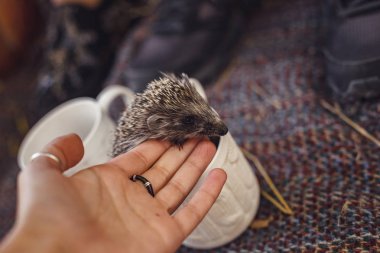 Kadın elinde küçük sevimli kirpi. Atelerix albiventris