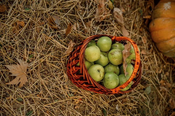 Autumn composition of different pumpkins on the straw in the Garden. — Stock Photo, Image