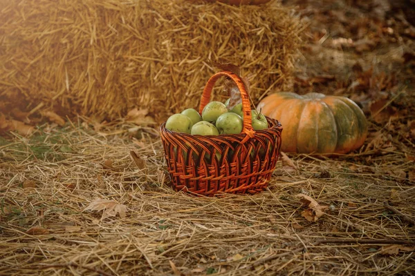 Autumn composition of different pumpkins on the straw in the Garden. — Stock Photo, Image