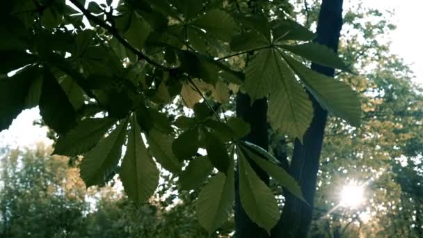 Zonnestralen Banen Zich Een Weg Door Groene Bladeren Van Bomen — Stockvideo