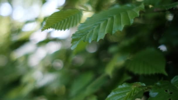 Zonnestralen Banen Zich Een Weg Door Groene Bladeren Van Bomen — Stockvideo