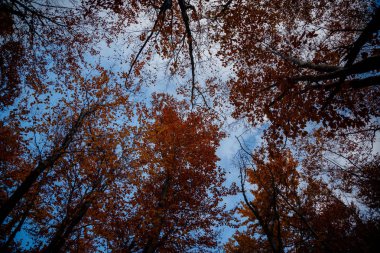 Sonbahar ormanındaki ağaçların alt manzarası..