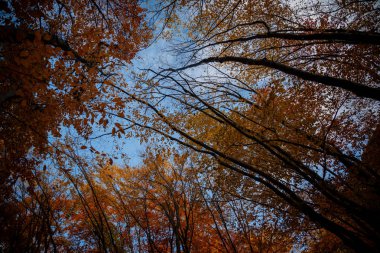 Sonbahar ormanındaki ağaçların alt manzarası..