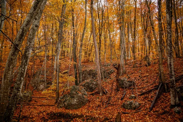 Outono árvores amarelas na floresta em raine — Fotografia de Stock