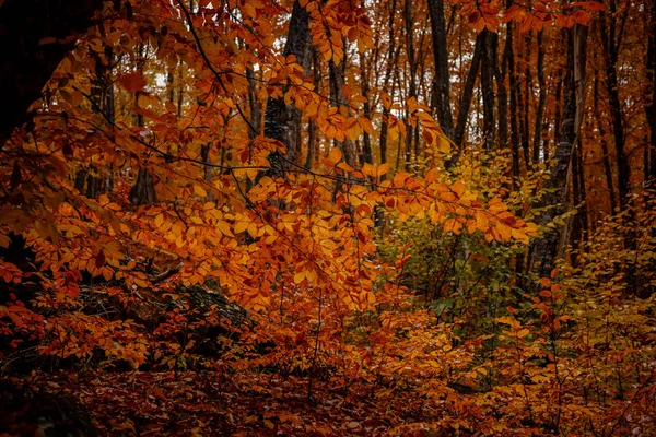 Jesienny żółty drzewa w lesie w deszczu — Zdjęcie stockowe