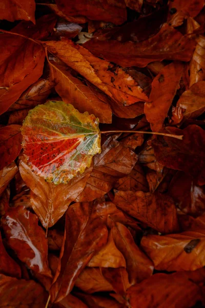 Close up image of orange autumn leaves at soft golden light. — Stock Photo, Image