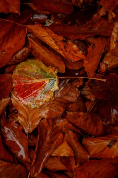 Közelről kép narancs őszi levelek a lágy arany fény. — Stock Fotó