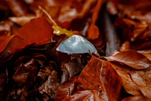 Magányos gomba az őszi erdőben — Stock Fotó