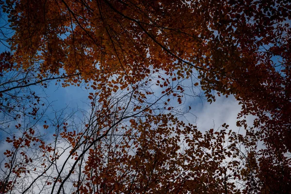 Sonbahar ormanındaki ağaçların alt manzarası.. — Stok fotoğraf