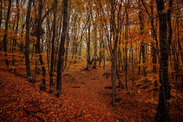 Outono árvores amarelas na floresta em raine — Fotografia de Stock
