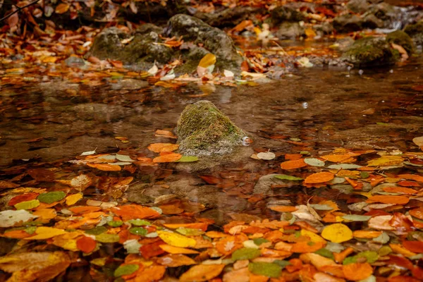 Yumuşak altın ışıkturuncu sonbahar yaprakları nın yakın görüntüsü. — Stok fotoğraf