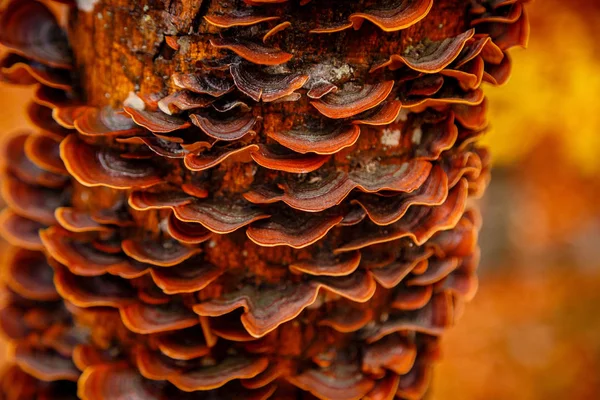 Tacica grzyby rosnące na pniu drzewa — Zdjęcie stockowe