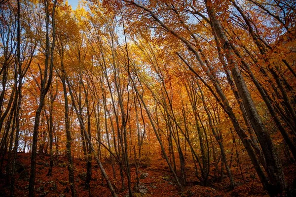 Outono árvores amarelas na floresta em raine — Fotografia de Stock