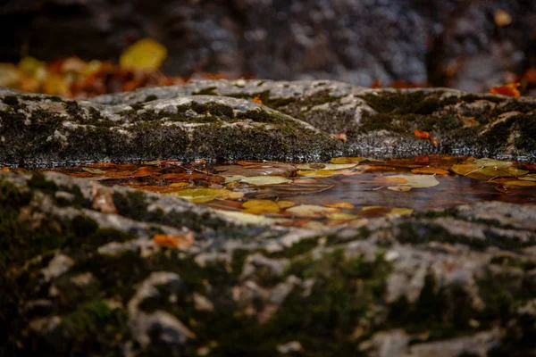 Yumuşak altın ışıkturuncu sonbahar yaprakları nın yakın görüntüsü. — Stok fotoğraf
