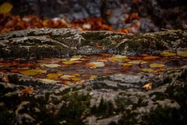 Közelről kép narancs őszi levelek a lágy arany fény. — Stock Fotó