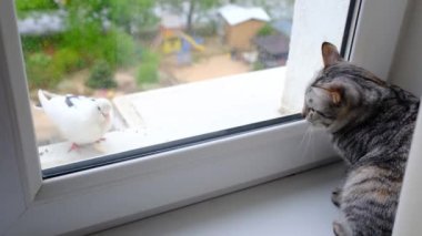 Gri çizgili tekir kedi balkonda güvercini izliyor. Kedi kapalı pencereden güvercinlere bakar, kedi kuşlara saldırmak ister.