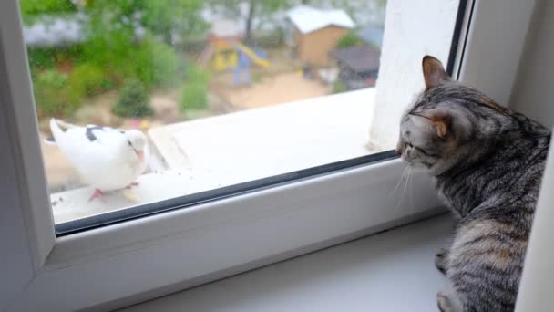 Серый Полосатый Кот Смотрит Голубя Балконе Кошка Смотрит Закрытое Окно — стоковое видео