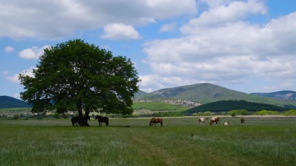 Caballos Pastando Campo Contra Roble Grande Hermosa Naturaleza Primavera Verano — Vídeos de Stock